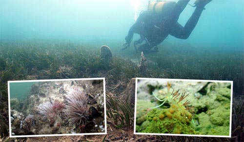 “Yüzülebilir Körfez” Hedefi Artık Hayal Değil!