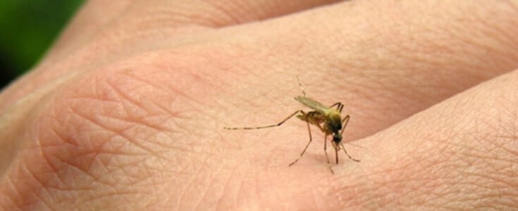 Sivrisinek Isırığı Alerjisi ve Korunma Önlemleri