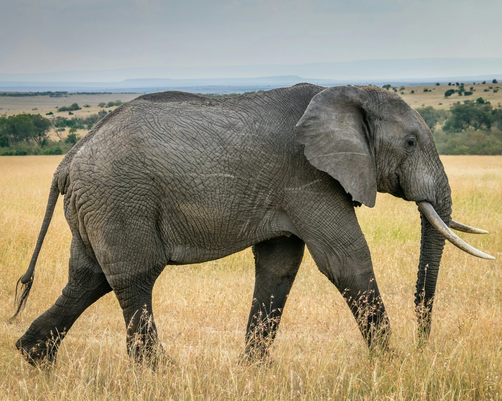 Afrika fili