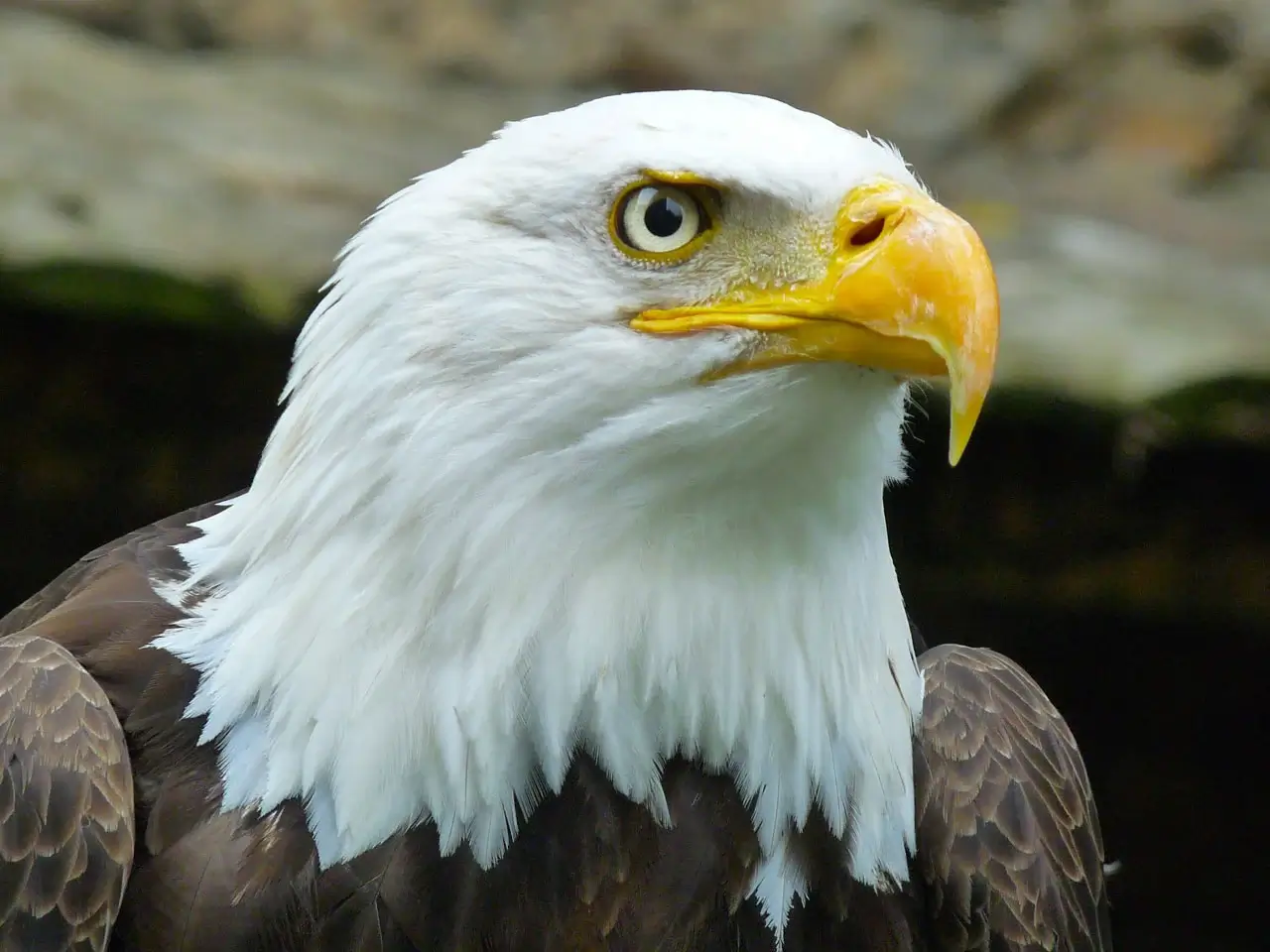 Kel Kartal
