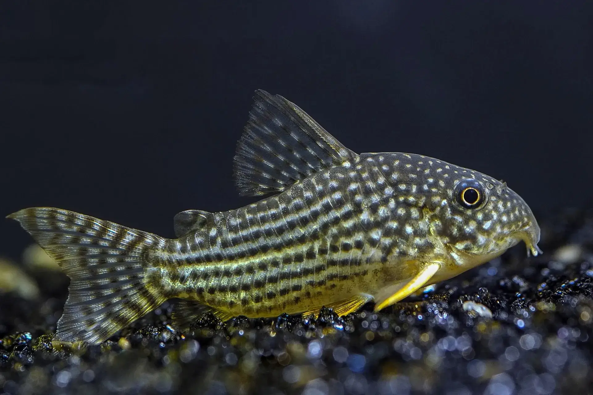 Corydoras