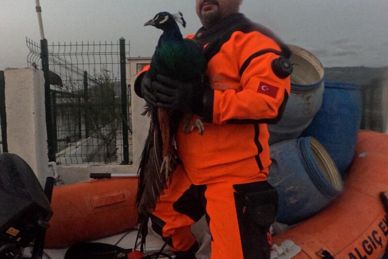 İzmir İtfaiyesi sessiz canlar için zamanla yarıştı