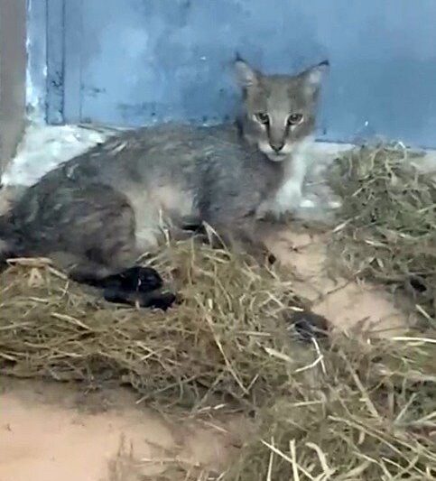 Ağır yaralı bulundu, sağlıklı şekilde doğaya salındı